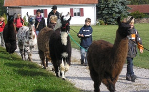 Alpakatour